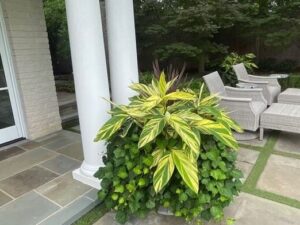 Bonick Landscaping Best Annual Summer Blooms & Perennial Pairings for Texas  