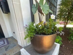 Bonick Landscaping Best Annual Summer Blooms & Perennial Pairings for Texas  