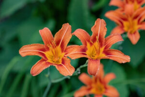 Bonick Landscaping Best Annual Summer Blooms & Perennial Pairings for Texas Bonick Landscaping Best Annual Summer Blooms & Perennial Pairings for Texas