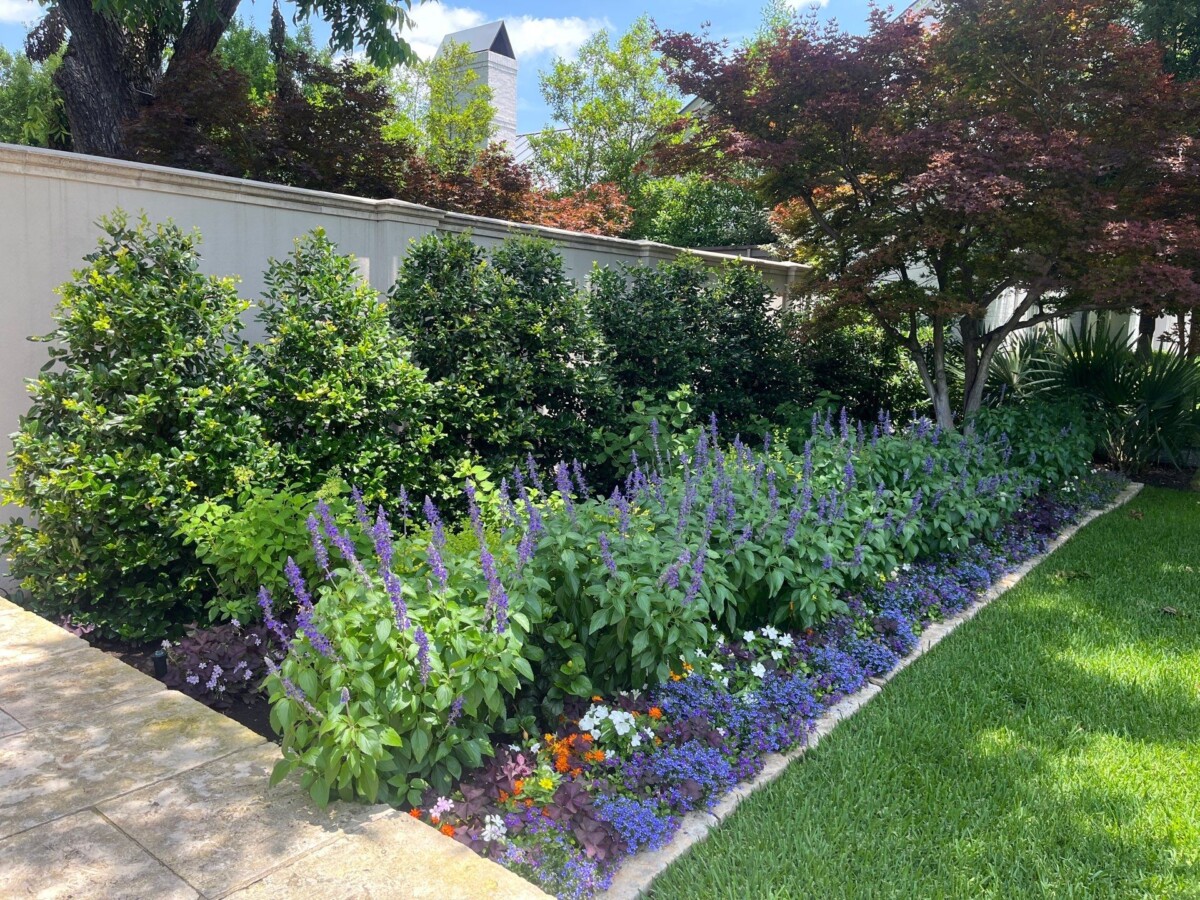 Bonick Landscaping Best Annual Summer Blooms & Perennial Pairings for Texas  