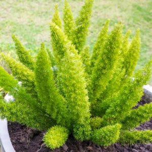 Bonick Landscaping Best Annual Summer Blooms & Perennial Pairings for Texas  