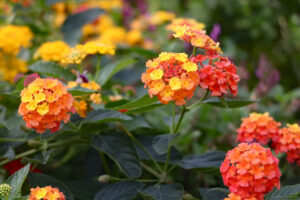 Bonick Landscaping Best Annual Summer Blooms & Perennial Pairings for Texas  