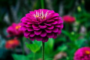 Bonick Landscaping Best Annual Summer Blooms & Perennial Pairings for Texas  