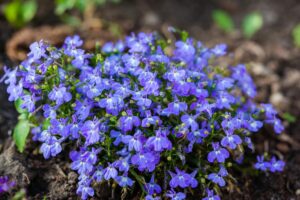 Bonick Landscaping Best Annual Summer Blooms & Perennial Pairings for Texas  
