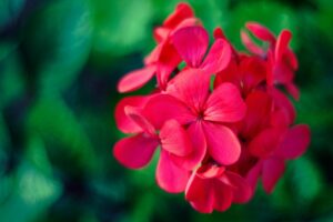 Bonick Landscaping Best Annual Summer Blooms & Perennial Pairings for Texas  