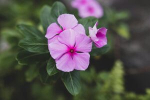 Bonick Landscaping Best Annual Summer Blooms & Perennial Pairings for Texas  