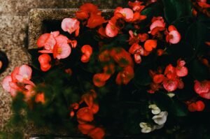 Bonick Landscaping Best Annual Summer Blooms & Perennial Pairings for Texas  