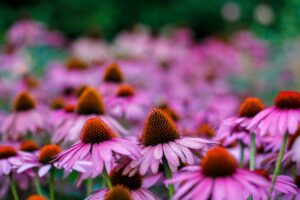 Bonick Landscaping Best Annual Summer Blooms & Perennial Pairings for Texas  