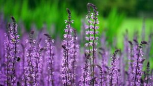 Bonick Landscaping Best Annual Summer Blooms & Perennial Pairings for Texas Bonick Landscaping Best Annual Summer Blooms & Perennial Pairings for Texas