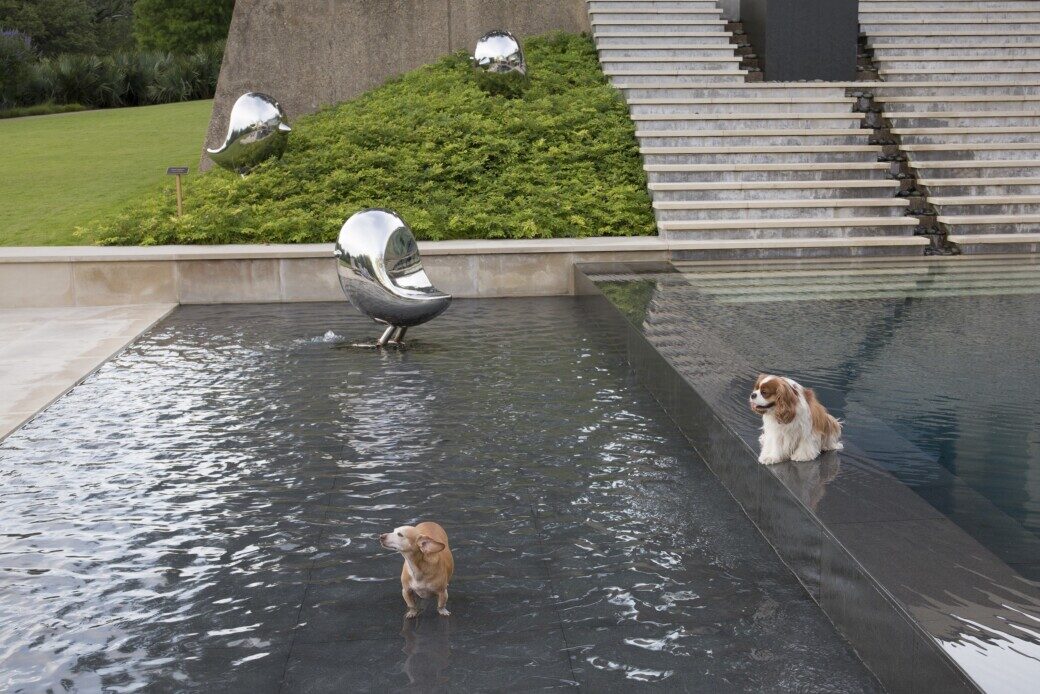 Dog Days of Summer: How Dallasites Beat the Heat Ways to Survive Our Scorching Dallas Summers Every summer, humans and canines alike seek reprieve from the searing Dallas heat....