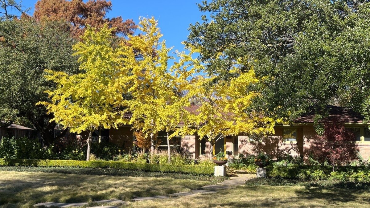 Gingkos in fall