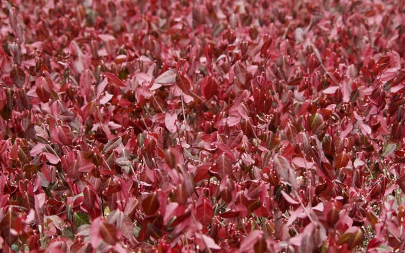 purple wintercreeper