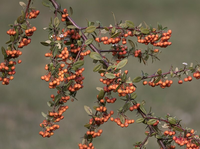Pyracantha berries adorn branches in winter Dallas landscapes