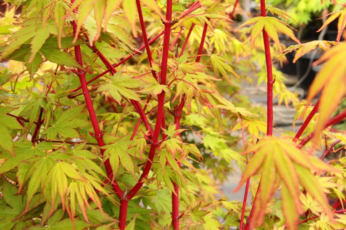 coral bark maple color in Dallas landscape