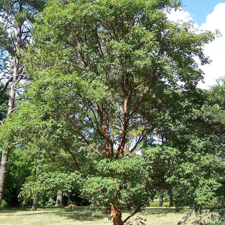 Paperbark Maple - via Bonick Landscaping