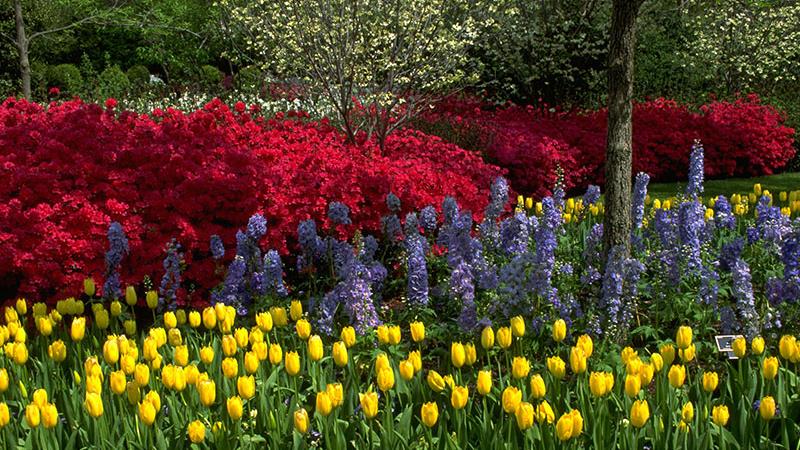 Azaleas at the Dallas Arboretum