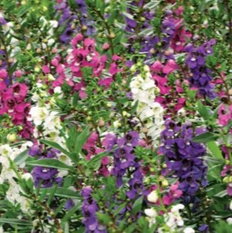 Angelonia plant