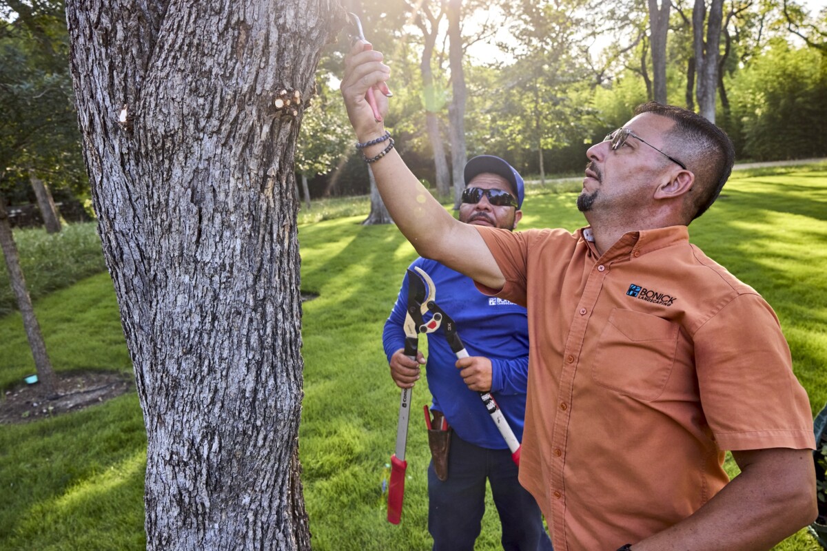 Dallas arborists assess tree health
