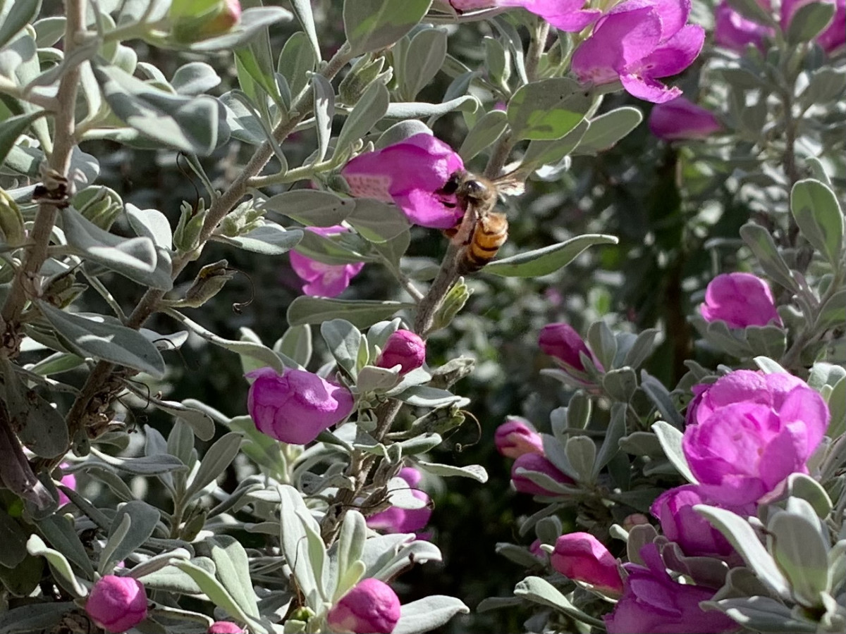 bee pollinating texas sage