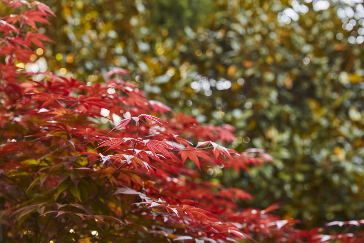 Japanese maple