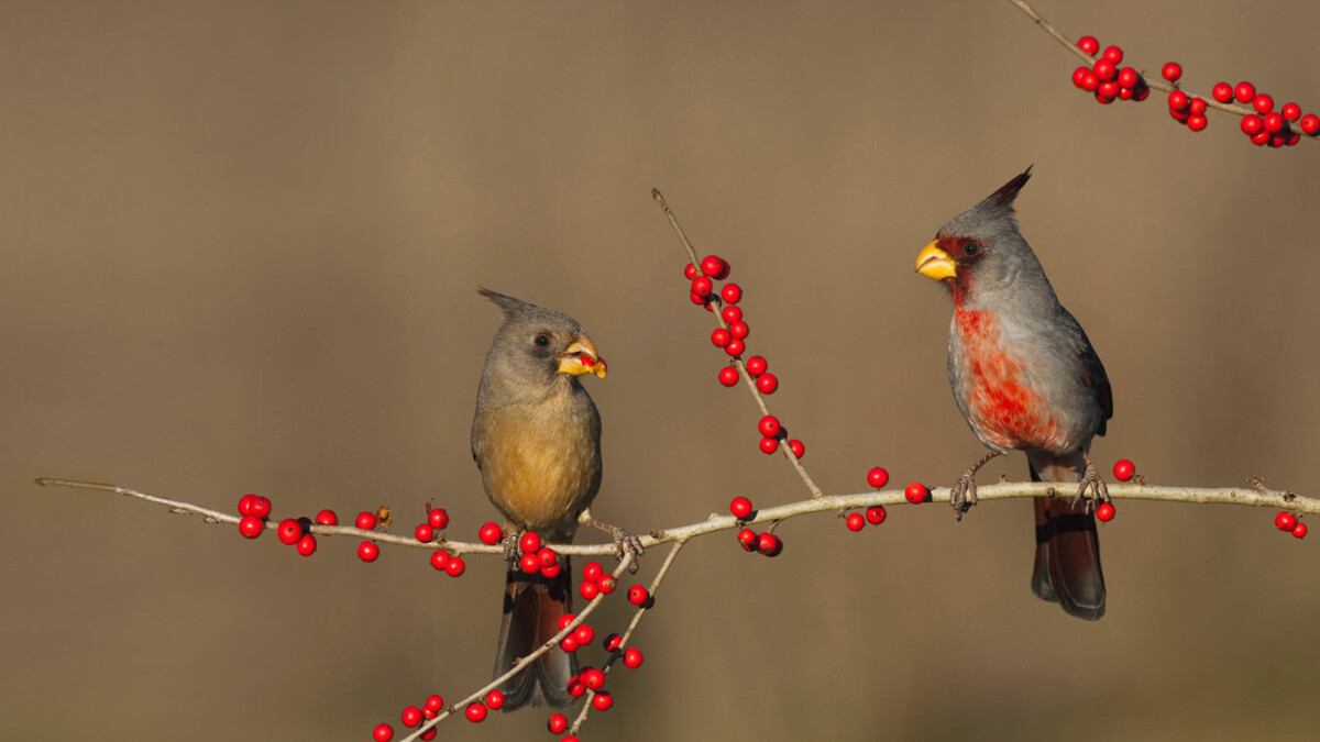 Cardinals feast on possumhaw holly berries