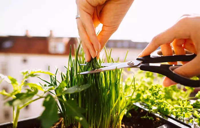 garlic-chives