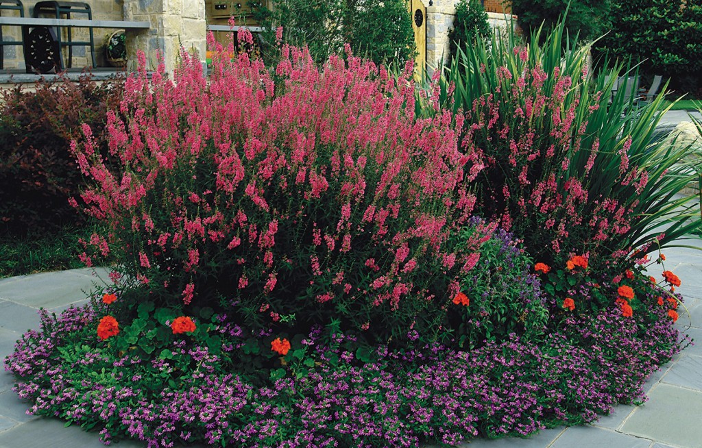 Colorful garden bed in Dallas, TX