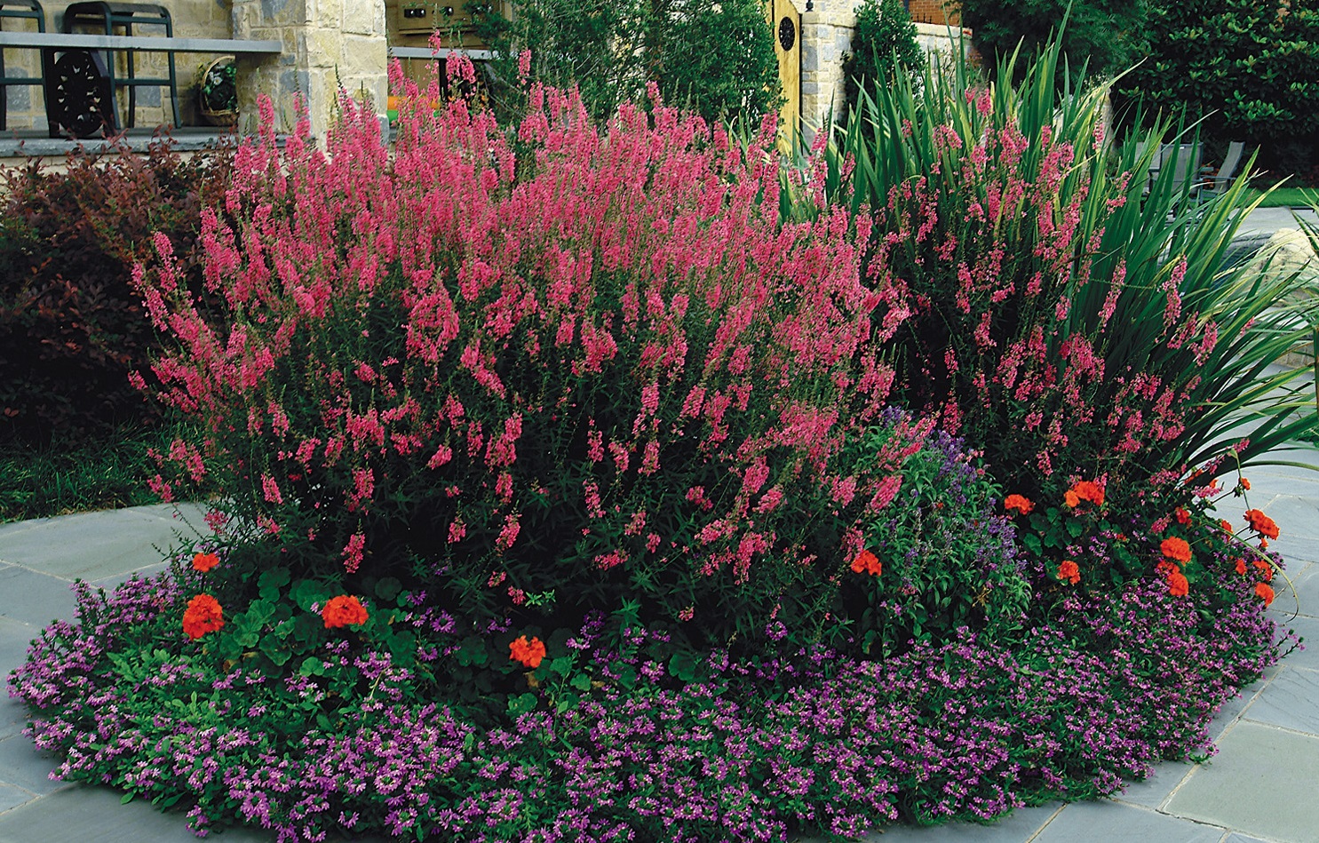 Landscape with an assortment of blooming plants.
