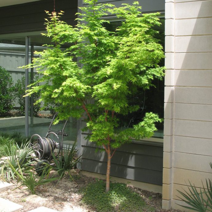 Coral Bark Maple via Bonick Landscaping
