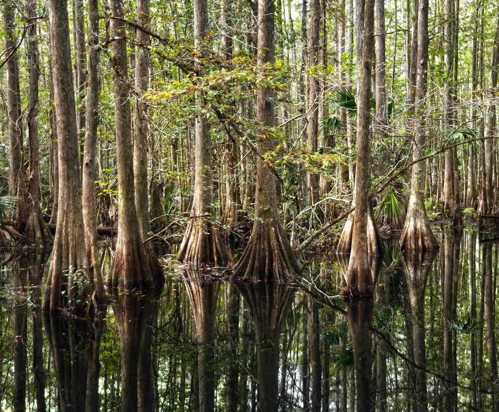 Bald cypress trees along a shore