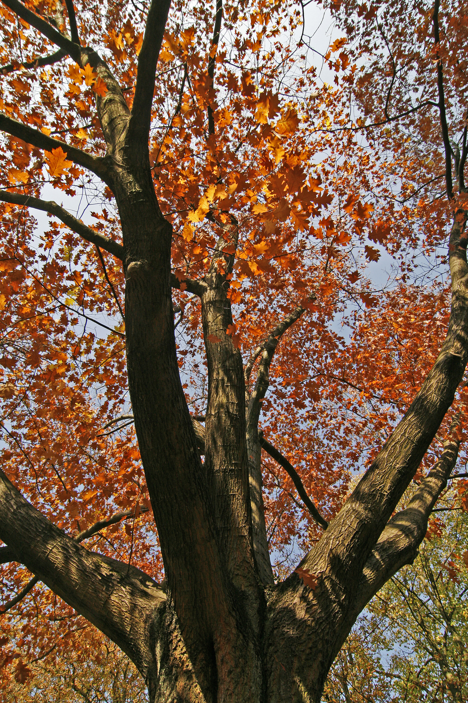 Close-up photo of a mature red oak tree in the fall with red leaves.