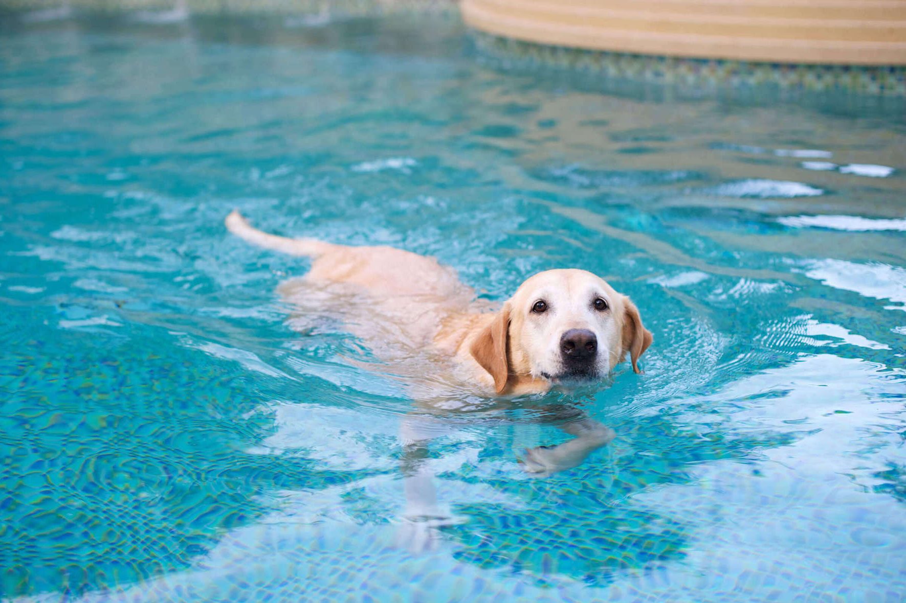 Dog swimming in pool