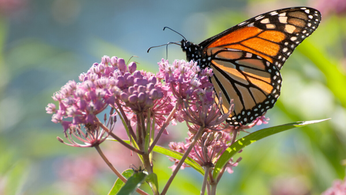 Texas pollinator Monarch Butterfly on Milkweed