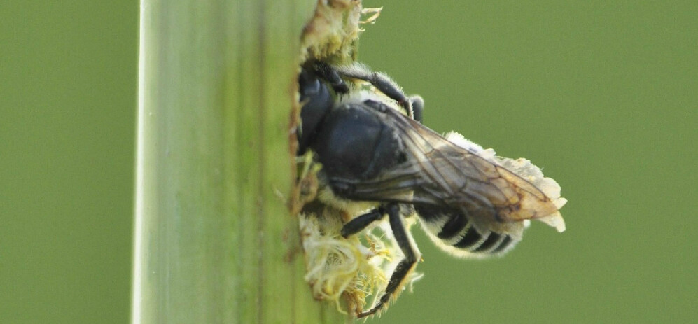bee nesting in coneflower