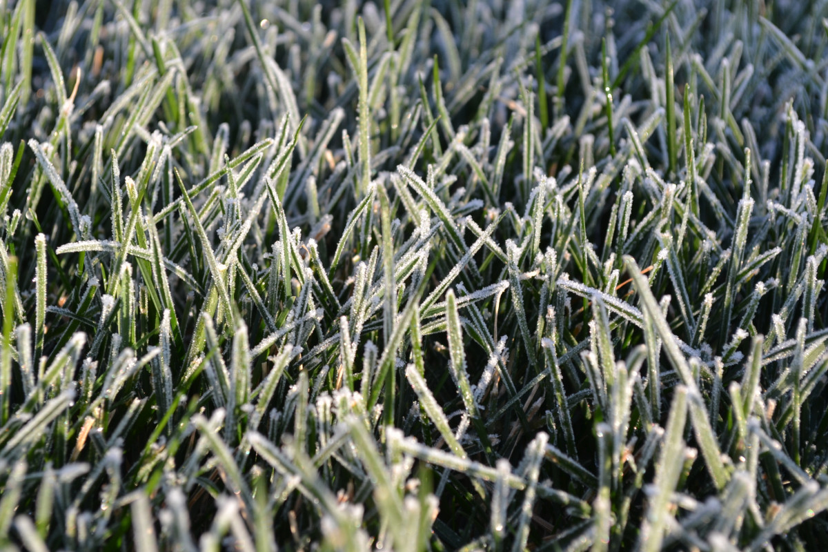 frost on grass