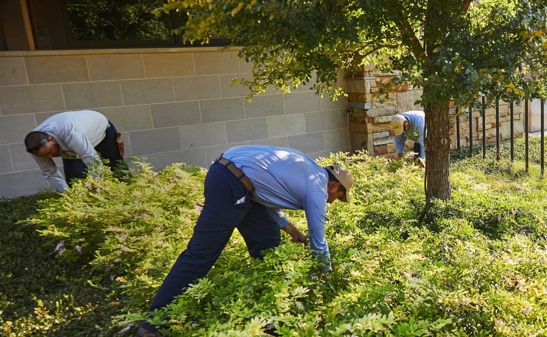Dallas Lawn Care | Dallas Gardens | Bonick Landscaping