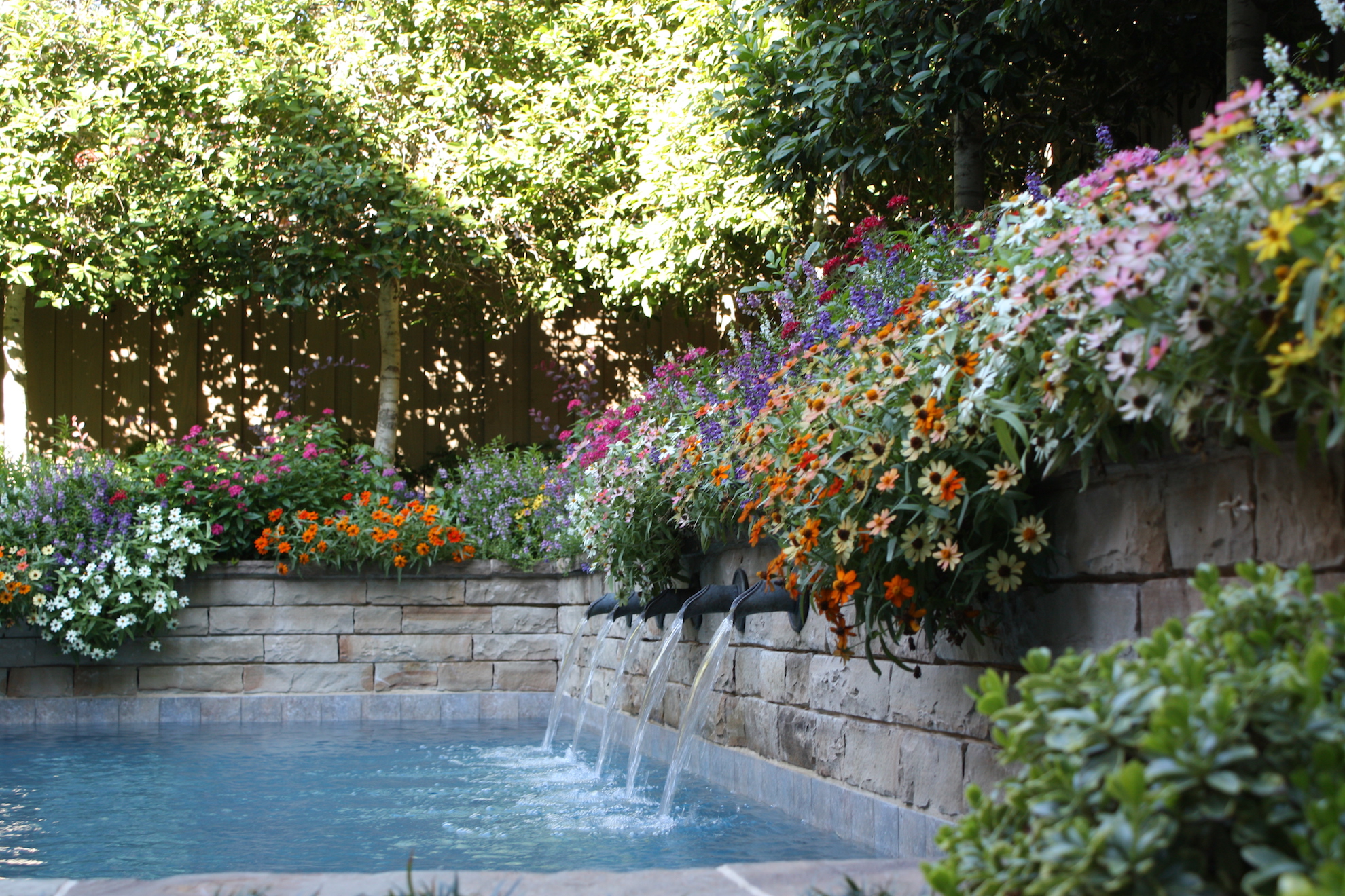 Swimming pool landscaping that includes a proliferation of colorful flowers.