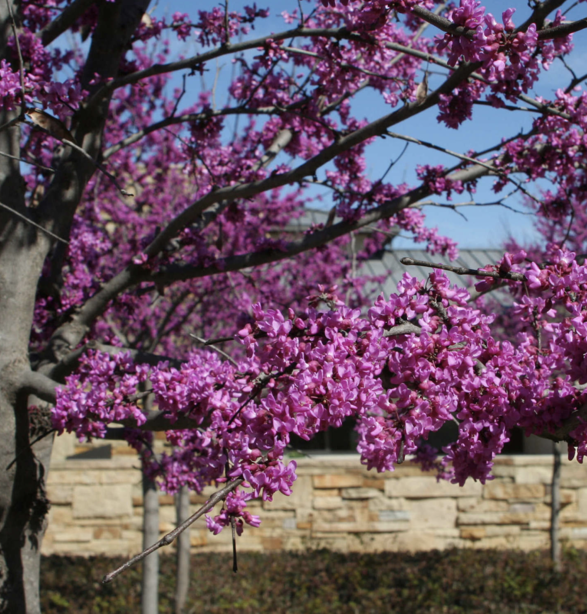 redbud tree