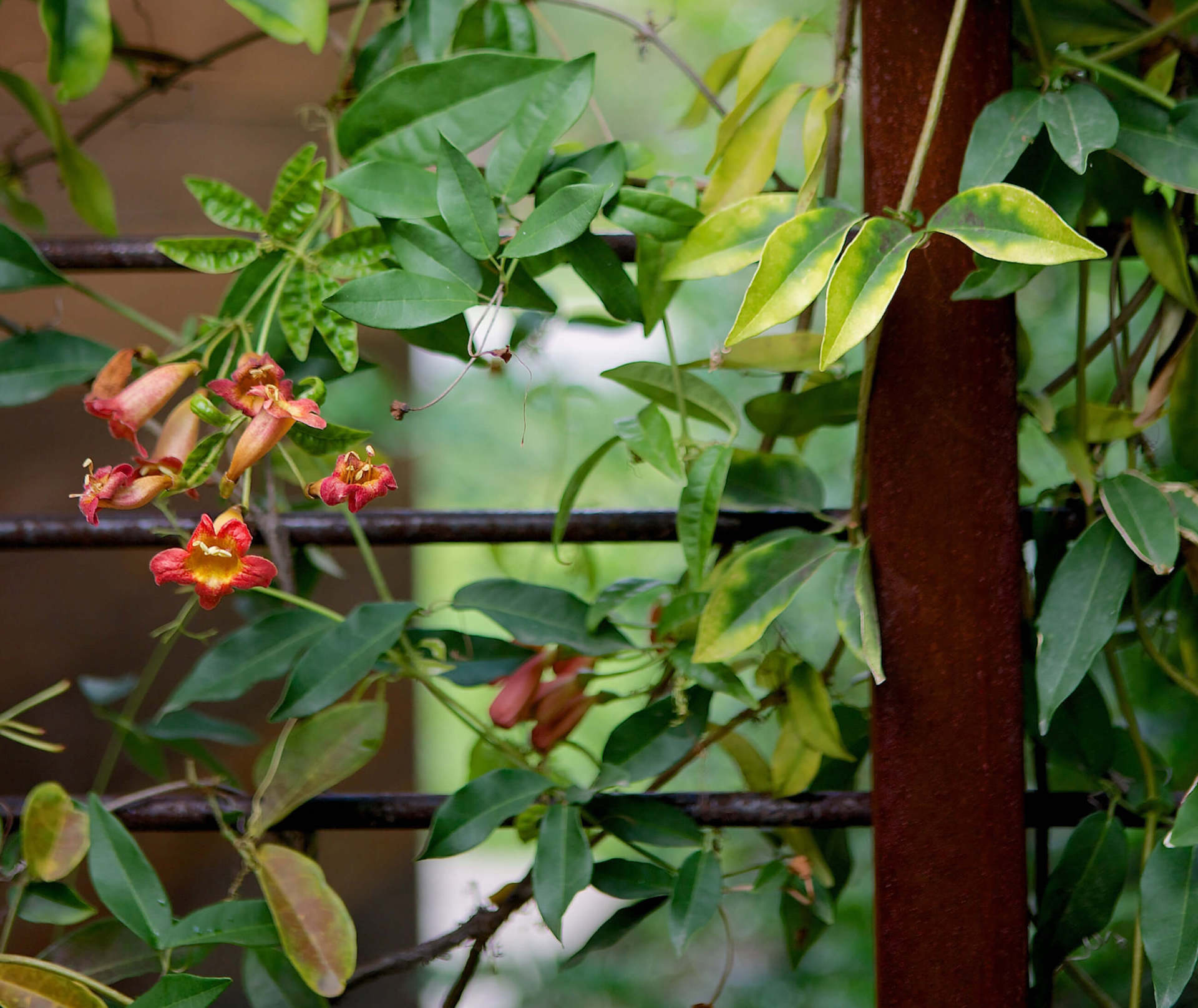 Trumpet Vine