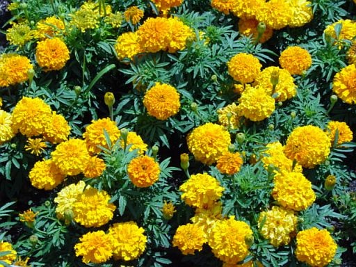 The scent of marigolds repels mosquitos.