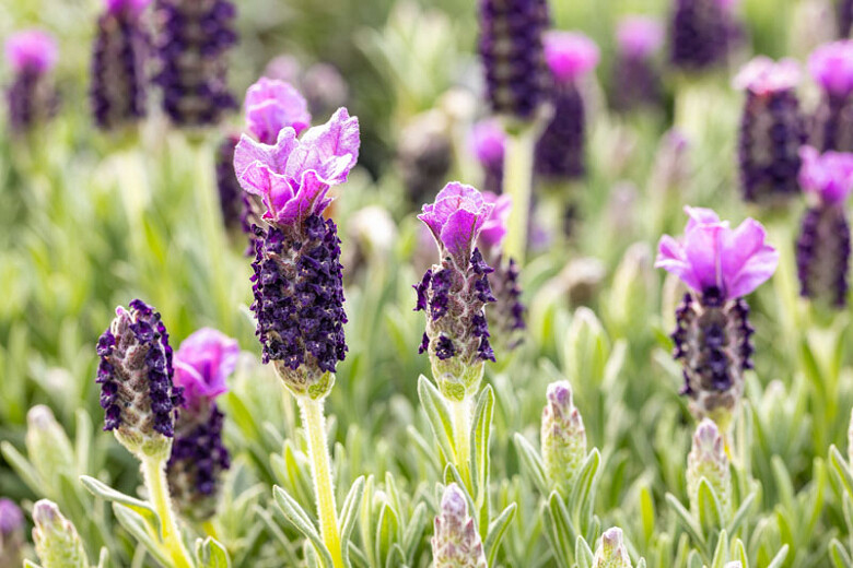 fragrant-garden-spanish-lavender