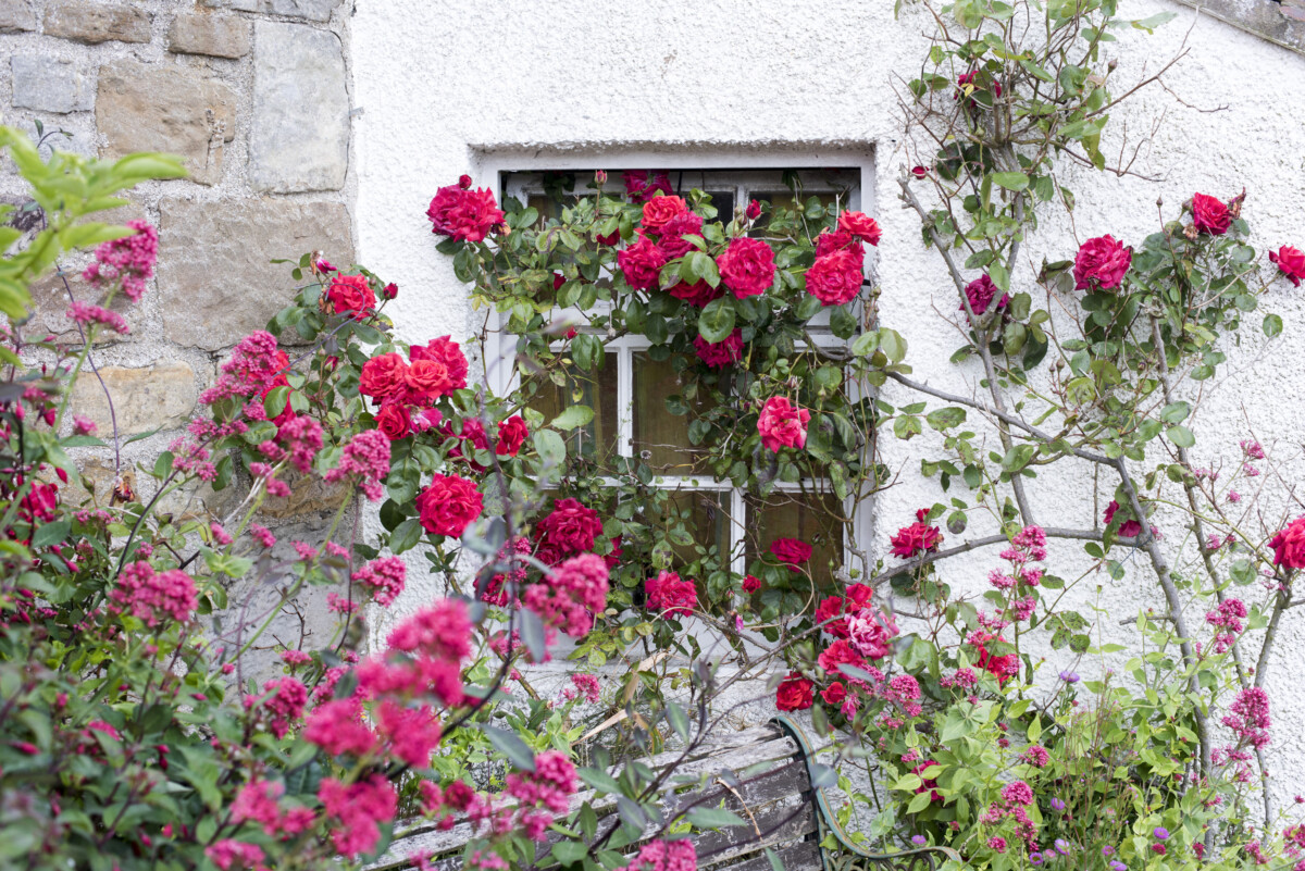 climbing-roses