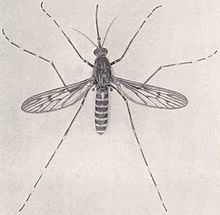 Black and white sketch of a mosquito.