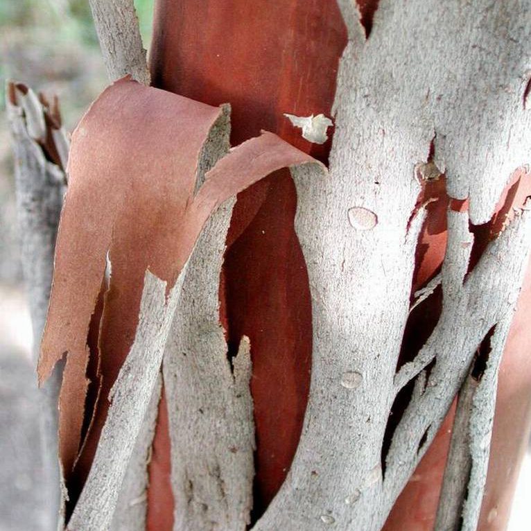 Closeup detail of the Natchez Crape Myrtle Tree's peeling bark