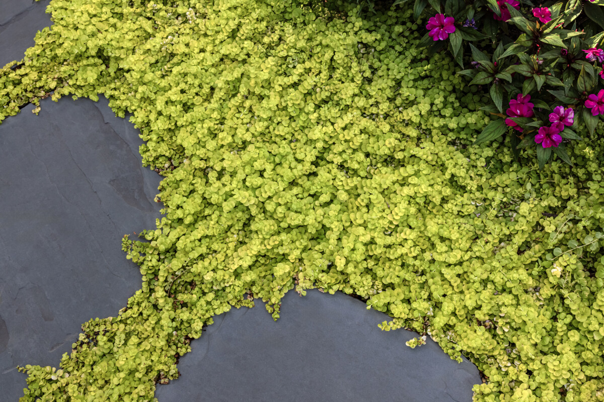 Normandy garden detail