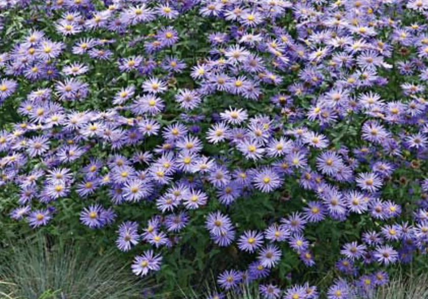 aster