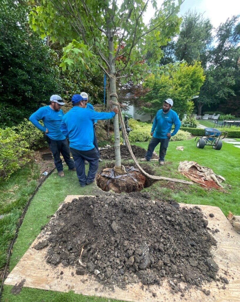 TREE PLANTING - Dallas Arborists replace mature trees in Preston Hollow urban forest after tornadoes