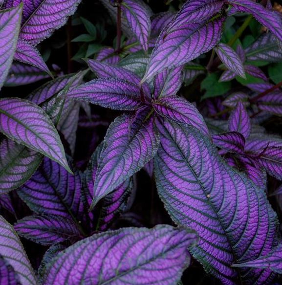 Persian Shield
