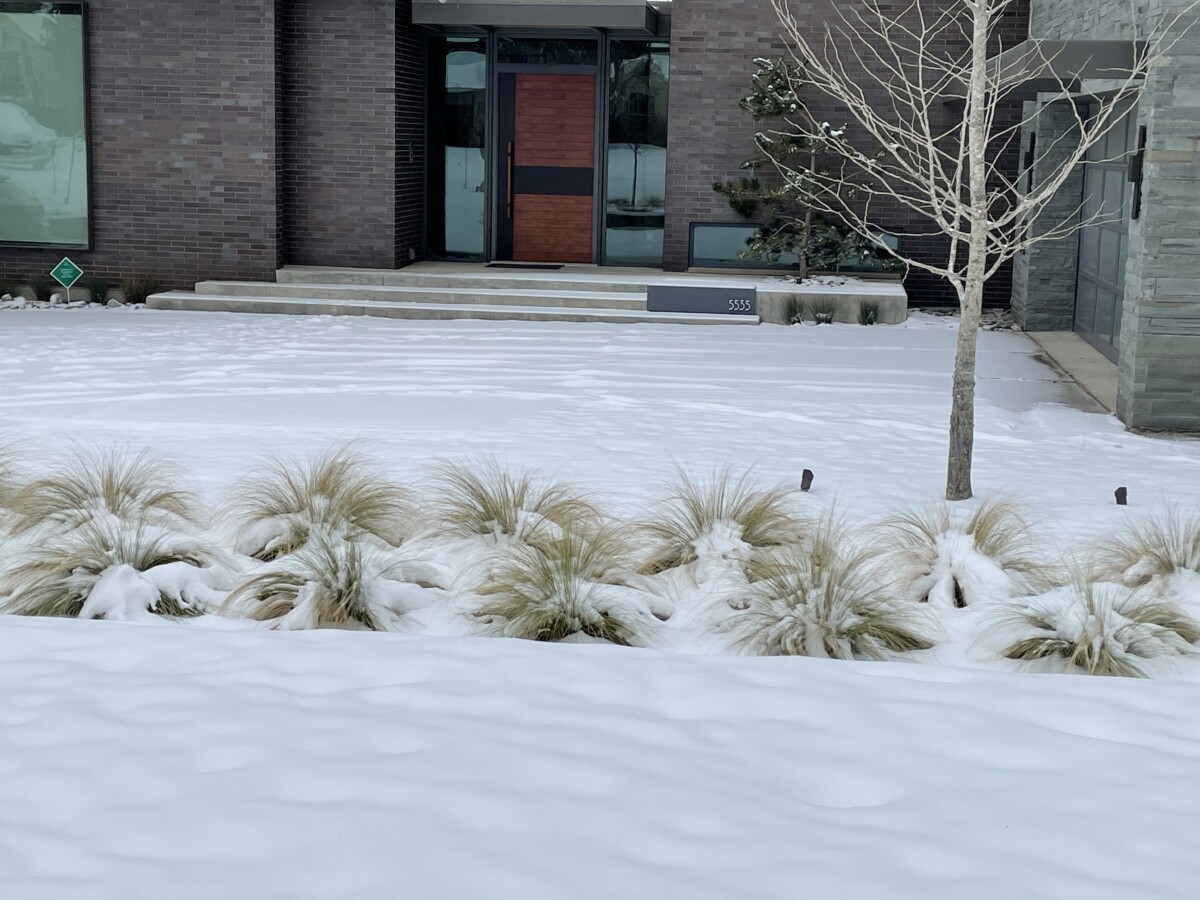 snow and native grasses