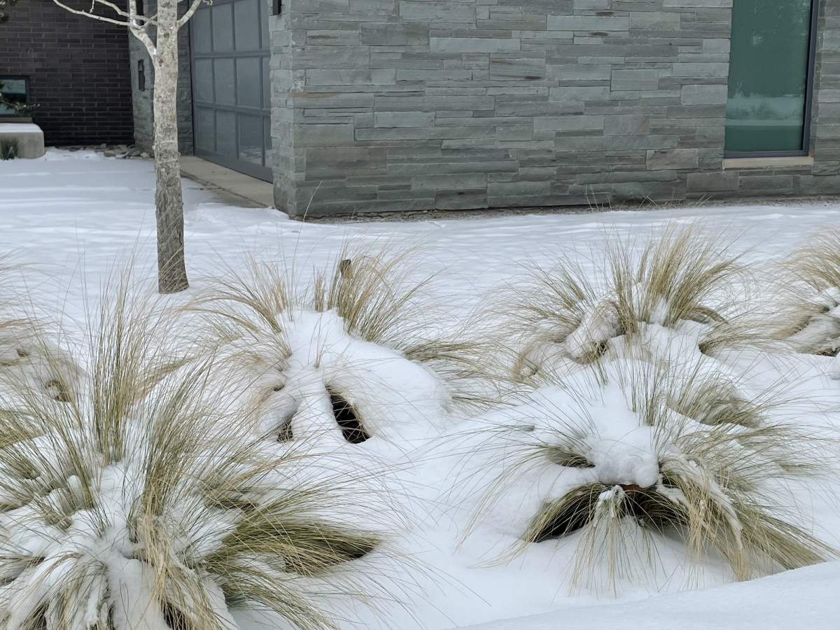 snowy landscape stonegate grasses